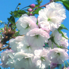 5038838004810 1 Prunus Blushing Bride Shogetsu 12L.jpg